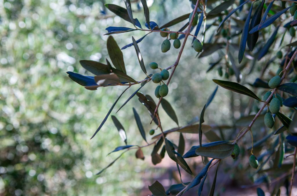 מלון ריו מרינה Experience Relais " Il Termine Elba " מראה חיצוני תמונה